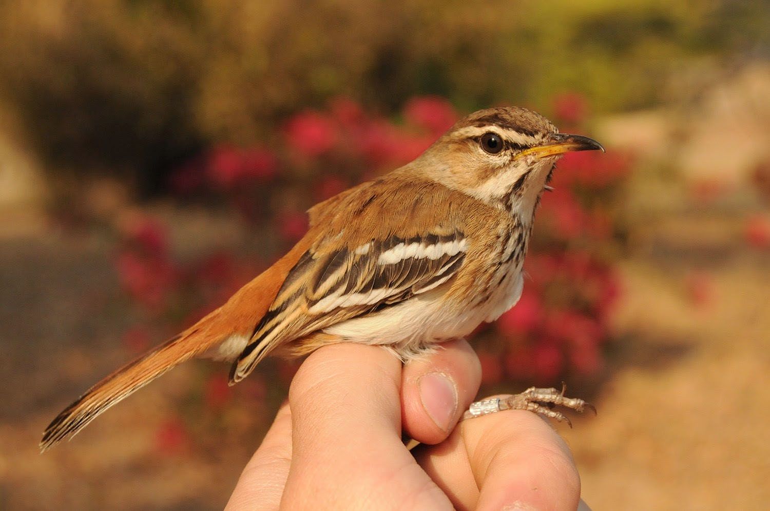 Места обитания редких птиц в Зимбабве